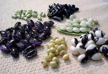 Savoring Bean Gleaning Season Image